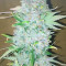 Compre sementes feminizadas Jack Herer Auto da Green House Seeds