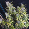 Cream Mandarine XL Seeds