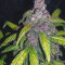 C4 Seeds - Cannabis Strain Seeds for Sale