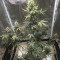 Compra Online | Semillas Gelato Auto Feminizadas | Herbies Seeds