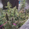 Strawberry Gum feminized seeds for sale