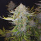 Night Queen feminized seeds for sale