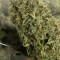 Eleven Roses Seeds (Delicious Seeds) - Cannabis Strain Seeds for Sale