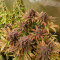 Red Hot Cookies Seeds (Sweet Seeds) - Cannabis Strain Seeds for Sale