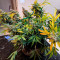Acquista semi femminizzati Sweet Nurse Auto CBD di Sweet Seeds