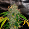 Glue Gelato Seeds - Cannabis Strain Seeds for Sale