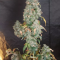 Mimosa x Orange Punch Seeds (Barneys Farm)