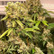 Semi femminizzati Wedding Cake in vendita da Seed Stockers