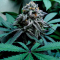 Mimosa EVO Seeds (Barney’s Farm) - Cannabis Strain Seeds for Sale