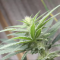 Mimosa EVO Seeds (Barney’s Farm) - Cannabis Strain Seeds for Sale