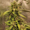 Godzilla Cookies Auto จาก Herbies Seeds