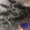 Achetez des graines féminisées Purple Juice Auto par Herbies Seeds