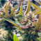 Semi di cannabis Purple Lemonade Fast Flowering fem in vendita