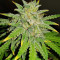 Runtz XL Auto Feminized Seeds (Sweet Seeds)