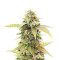 Skywalker Ghost x Triangle Kush (Herbies Seeds)