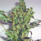 Arjan's Strawberry Haze (GHS)