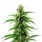 Banana Original Z Seeds