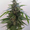 Buddha Magnum Auto Seeds