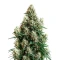 Cinderella 99 Auto Seeds