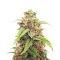 Cindy Haze regular (Brothers Grimm Seeds)