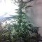 DJ’s Gold feminized seeds