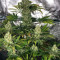 Semillas feminizadas Do-Si-Dos OG (Original Sensible Seeds)