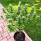 Graines de cannabis Easy Bud Auto (RQS)
