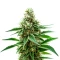 Extraction Honey Banana Seeds