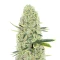 Kali Banner Feminized Seeds (AlphaFem Seeds)