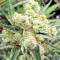 Graines de cannabis Malawi x PCK Regular (Ace Seeds)