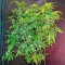 OG Kush (Herbies Seeds)