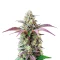 Peanut Butter Breath Seeds