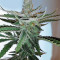 Pineapple Chunk feminized seeds