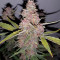 Purple Punch Auto Seeds