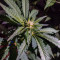 Purple Punch Seeds (Barney's Farm)