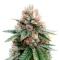 Graines de cannabis Sour Puss regular (Emerald Triangle Seeds)