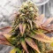 Steve’s Hellfire OG Seeds