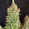 Strawberry Pie Seeds