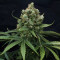 Graines féminisées de Super Lemon Haze (GHS)