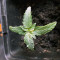Sweet CBD Seeds