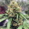 Semi femminizzati Z (Blackskull Seeds)
