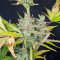 Trainwreck Fast Version Feminized Seeds (Seedkeepers)