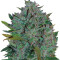 Ultraviolet Auto feminized seeds