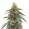 White Widow Fast Version (Herbies Seeds)