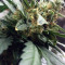 Mexican Airlines Auto (Fast Buds)