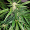 Auto Kaya 47 feminized seeds
