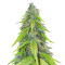 Graines de cannabis Auto Chemdog (Auto Seeds)