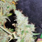 Bangi Haze x Ethiopian Seeds
