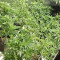Bruce Banner #3 Seeds (Big Head Seeds)