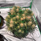 Bruce Banner Auto strain